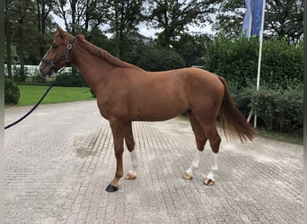 Studbook angloeuropeo, Castrone, 4 Anni, 168 cm, Sauro
