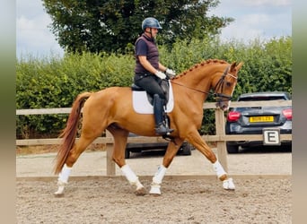 Studbook angloeuropeo, Castrone, 4 Anni, 173 cm