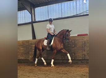 Studbook angloeuropeo, Castrone, 4 Anni, 175 cm