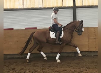 Studbook angloeuropeo, Castrone, 4 Anni, 175 cm