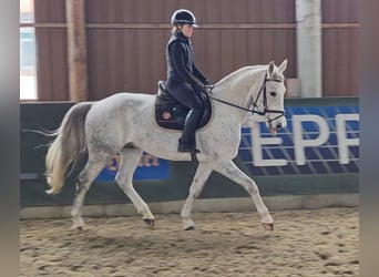 Studbook angloeuropeo, Castrone, 5 Anni, 161 cm, Grigio