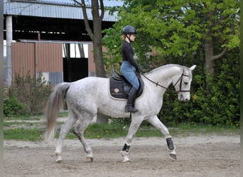 Studbook angloeuropeo, Castrone, 5 Anni, 161 cm, Grigio