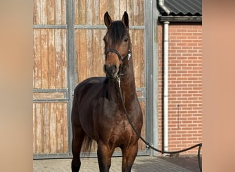 Studbook angloeuropeo, Castrone, 5 Anni, 162 cm, Baio