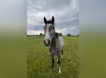 Studbook angloeuropeo, Castrone, 5 Anni, 162 cm, Grigio