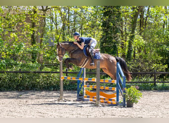 Studbook angloeuropeo, Castrone, 5 Anni, 163 cm, Baio