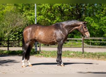 Studbook angloeuropeo, Castrone, 5 Anni, 163 cm, Baio