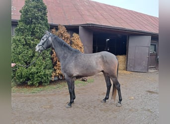 Studbook angloeuropeo, Castrone, 5 Anni, 165 cm, Grigio