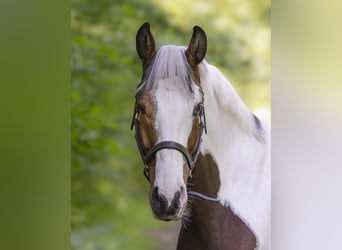 Studbook angloeuropeo, Castrone, 5 Anni, 165 cm, Pezzato