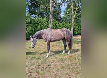 Studbook angloeuropeo, Castrone, 5 Anni, 166 cm, Grigio