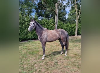 Studbook angloeuropeo, Castrone, 5 Anni, 166 cm, Grigio
