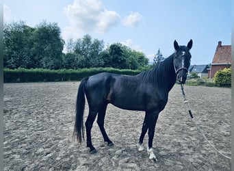 Studbook angloeuropeo, Castrone, 5 Anni, 167 cm, Morello