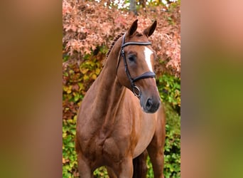 Studbook angloeuropeo, Castrone, 5 Anni, 168 cm, Sauro