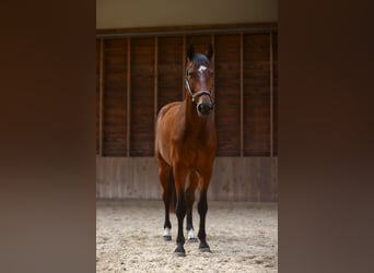 Studbook angloeuropeo, Castrone, 5 Anni, 172 cm, Baio scuro