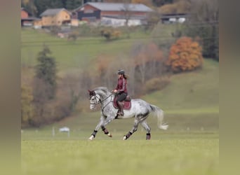 Studbook angloeuropeo, Castrone, 5 Anni, 173 cm, Grigio pezzato