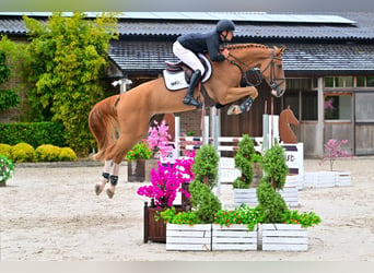 Studbook angloeuropeo, Castrone, 5 Anni, 173 cm, Sauro