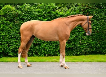 Studbook angloeuropeo, Castrone, 5 Anni, 173 cm, Sauro