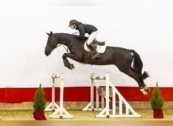 Studbook angloeuropeo, Castrone, 5 Anni, 174 cm, Baio scuro