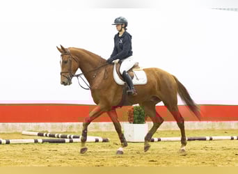 Studbook angloeuropeo, Castrone, 5 Anni, 178 cm