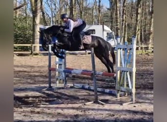 Studbook angloeuropeo, Castrone, 6 Anni, 165 cm, Baio scuro