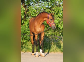 Studbook angloeuropeo, Castrone, 6 Anni, 168 cm, Baio