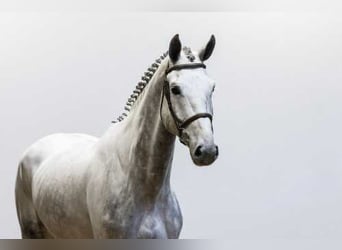 Studbook angloeuropeo, Castrone, 6 Anni, 173 cm, Grullo