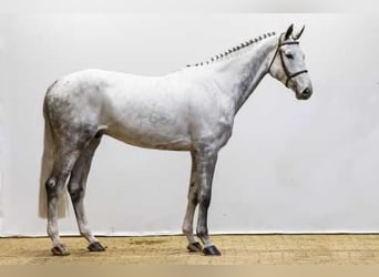 Studbook angloeuropeo, Castrone, 6 Anni, 173 cm, Grullo