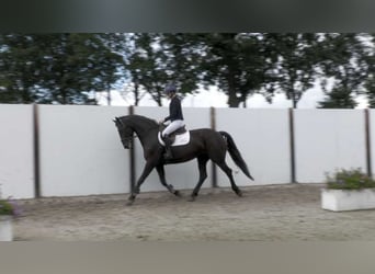 Studbook angloeuropeo, Castrone, 6 Anni, 173 cm, Morello