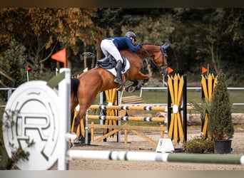 Studbook angloeuropeo, Castrone, 6 Anni, 178 cm, Baio