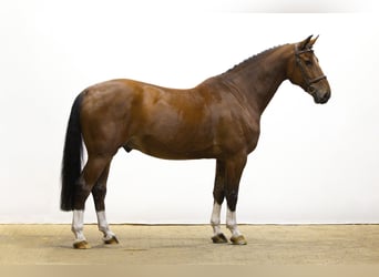 Studbook angloeuropeo, Castrone, 7 Anni, 162 cm, Baio