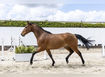 Studbook angloeuropeo, Castrone, 7 Anni, 167 cm, Baio