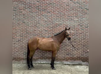 Studbook angloeuropeo, Castrone, 7 Anni, 170 cm, Baio