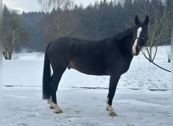 Studbook angloeuropeo, Castrone, 7 Anni, 172 cm, Baio nero