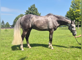 Studbook angloeuropeo, Castrone, 7 Anni, 174 cm, Baio