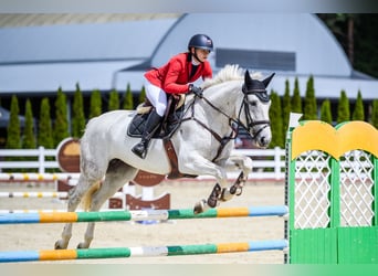 Studbook angloeuropeo, Castrone, 7 Anni