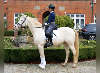 Studbook angloeuropeo, Castrone, 8 Anni, 158 cm, Cremello
