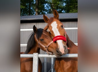 Studbook angloeuropeo, Castrone, 8 Anni, 165 cm, Baio