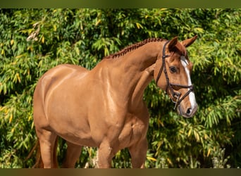 Studbook angloeuropeo, Castrone, 8 Anni, 167 cm, Sauro