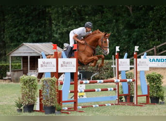 Studbook angloeuropeo, Castrone, 8 Anni, 167 cm, Sauro