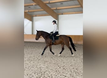 Studbook angloeuropeo, Castrone, 8 Anni, 170 cm, Baio