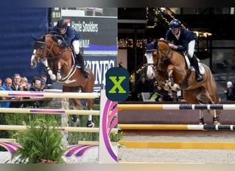 Studbook angloeuropeo, Sconosciuto, Embrione