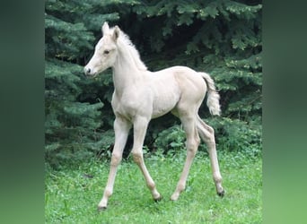 Studbook angloeuropeo, Giumenta, 10 Anni, 156 cm, Dunalino