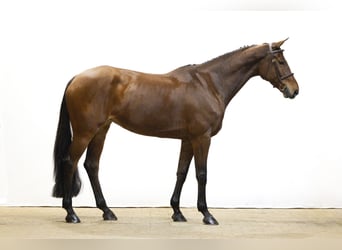 Studbook angloeuropeo, Giumenta, 10 Anni, 173 cm, Baio