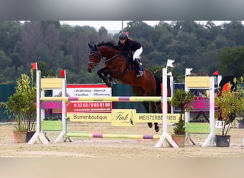 Studbook angloeuropeo, Giumenta, 11 Anni, 160 cm, Baio