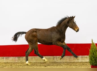 Studbook angloeuropeo, Giumenta, 2 Anni, 145 cm, Baio