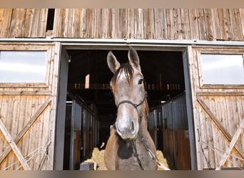 Studbook angloeuropeo, Giumenta, 2 Anni, 145 cm, Grigio ferro