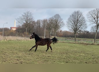 Studbook angloeuropeo, Giumenta, 2 Anni, 148 cm, Baio scuro