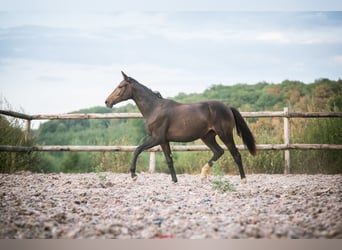 Studbook angloeuropeo, Giumenta, 2 Anni, 148 cm, Baio scuro