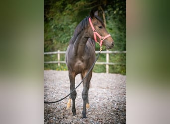Studbook angloeuropeo, Giumenta, 2 Anni, 148 cm, Baio scuro