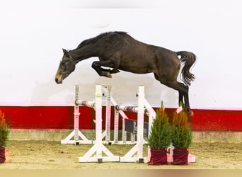 Studbook angloeuropeo, Giumenta, 2 Anni, 158 cm, Grigio