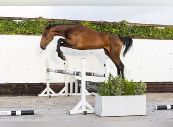 Studbook angloeuropeo, Giumenta, 2 Anni, 166 cm, Baio